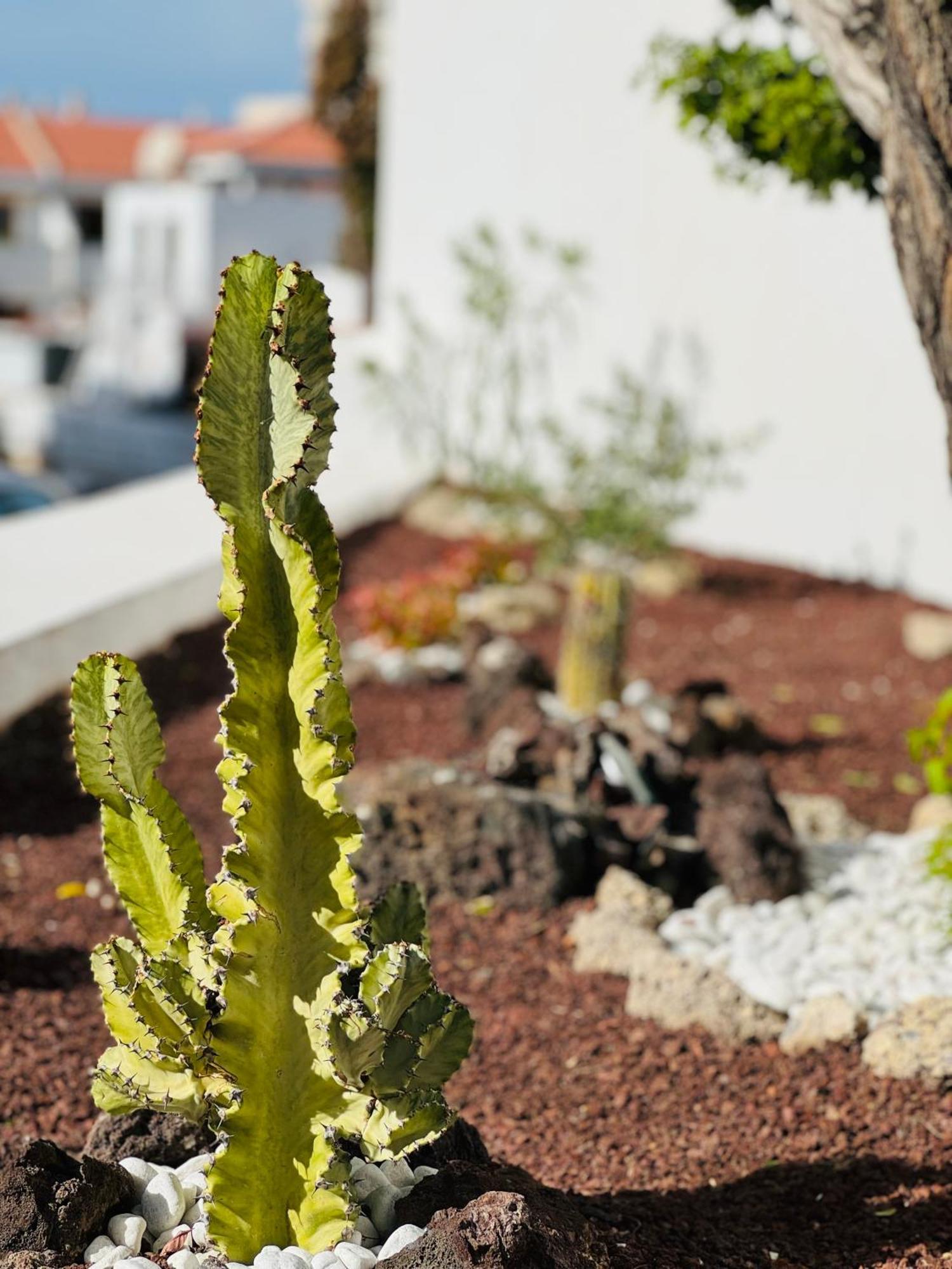 Garden City Private Apartment Costa Adeje Playa Feñabe Zewnętrze zdjęcie