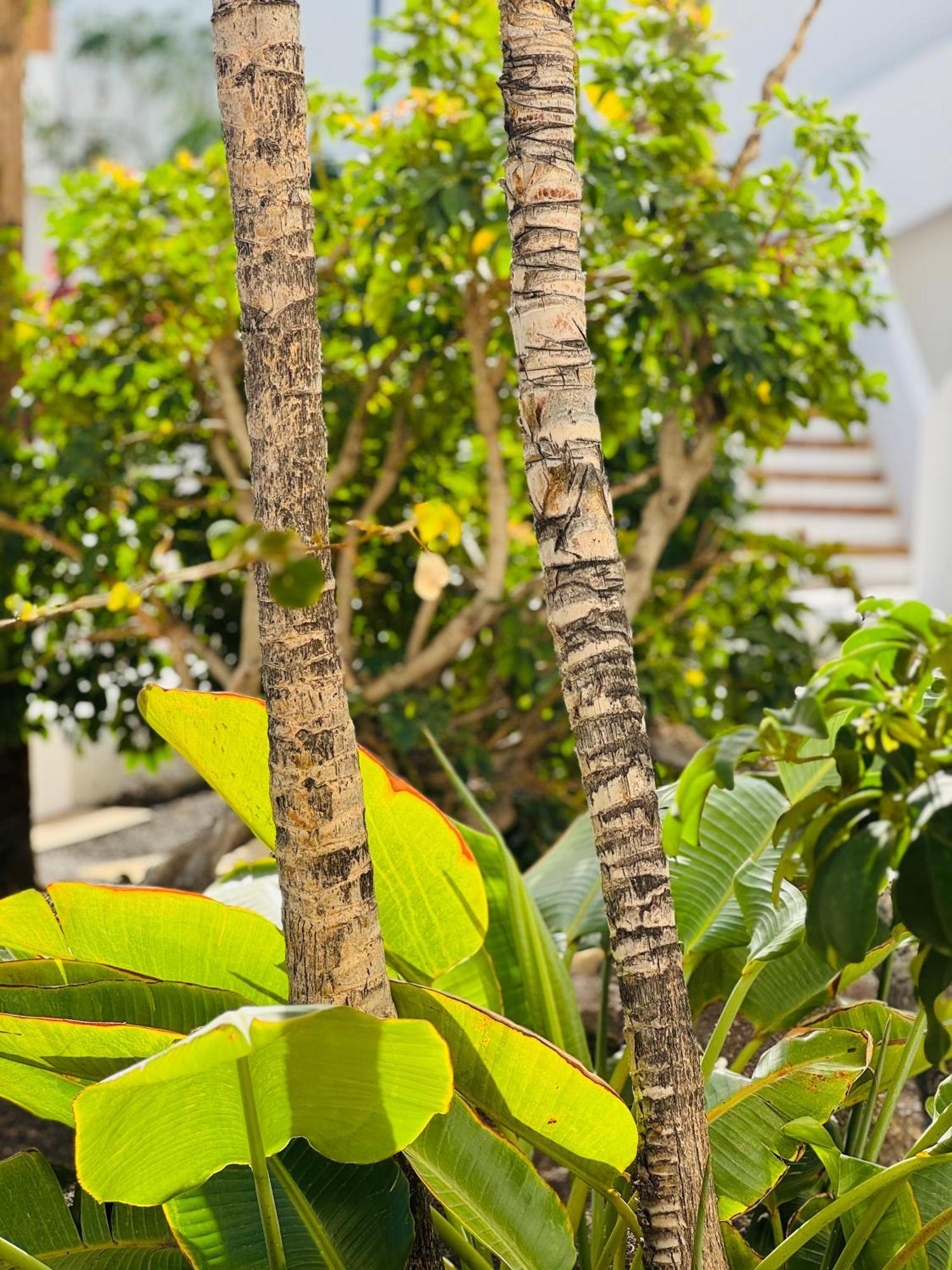 Garden City Private Apartment Costa Adeje Playa Feñabe Zewnętrze zdjęcie