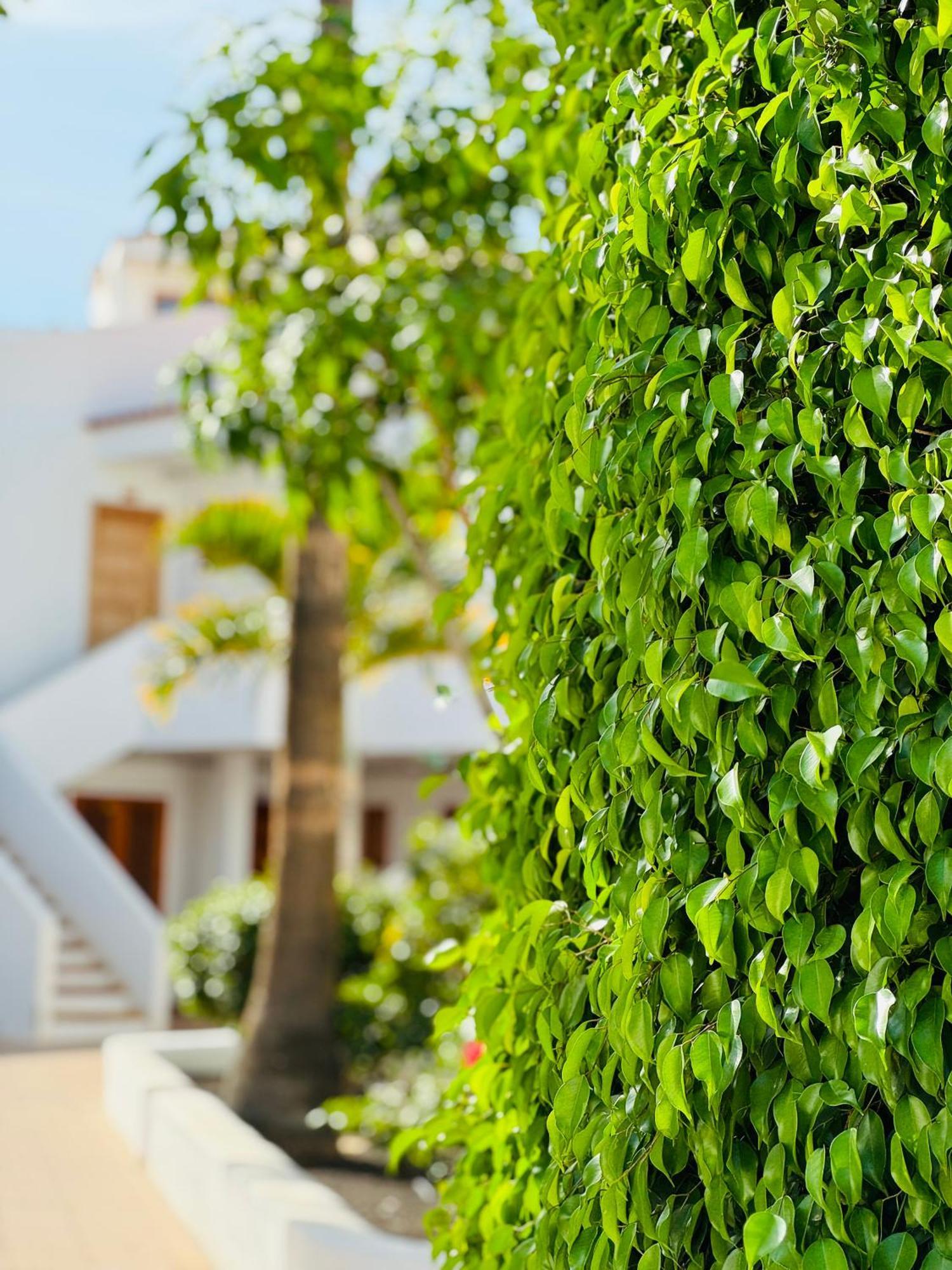 Garden City Private Apartment Costa Adeje Playa Feñabe Zewnętrze zdjęcie